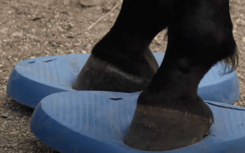 Balance Pad Pferd: Anwenden, Übungen & Empfehlungen